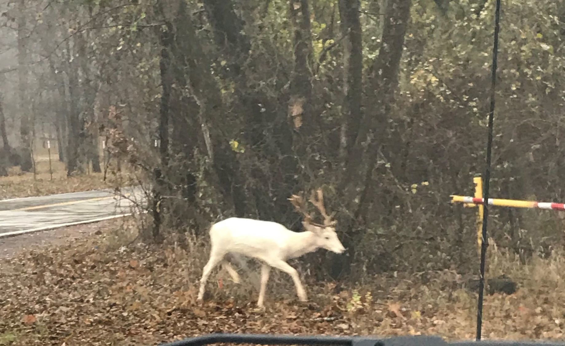 Stag sighting